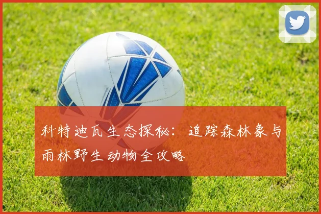 科特迪瓦生态探秘：追踪森林象与雨林野生动物全攻略